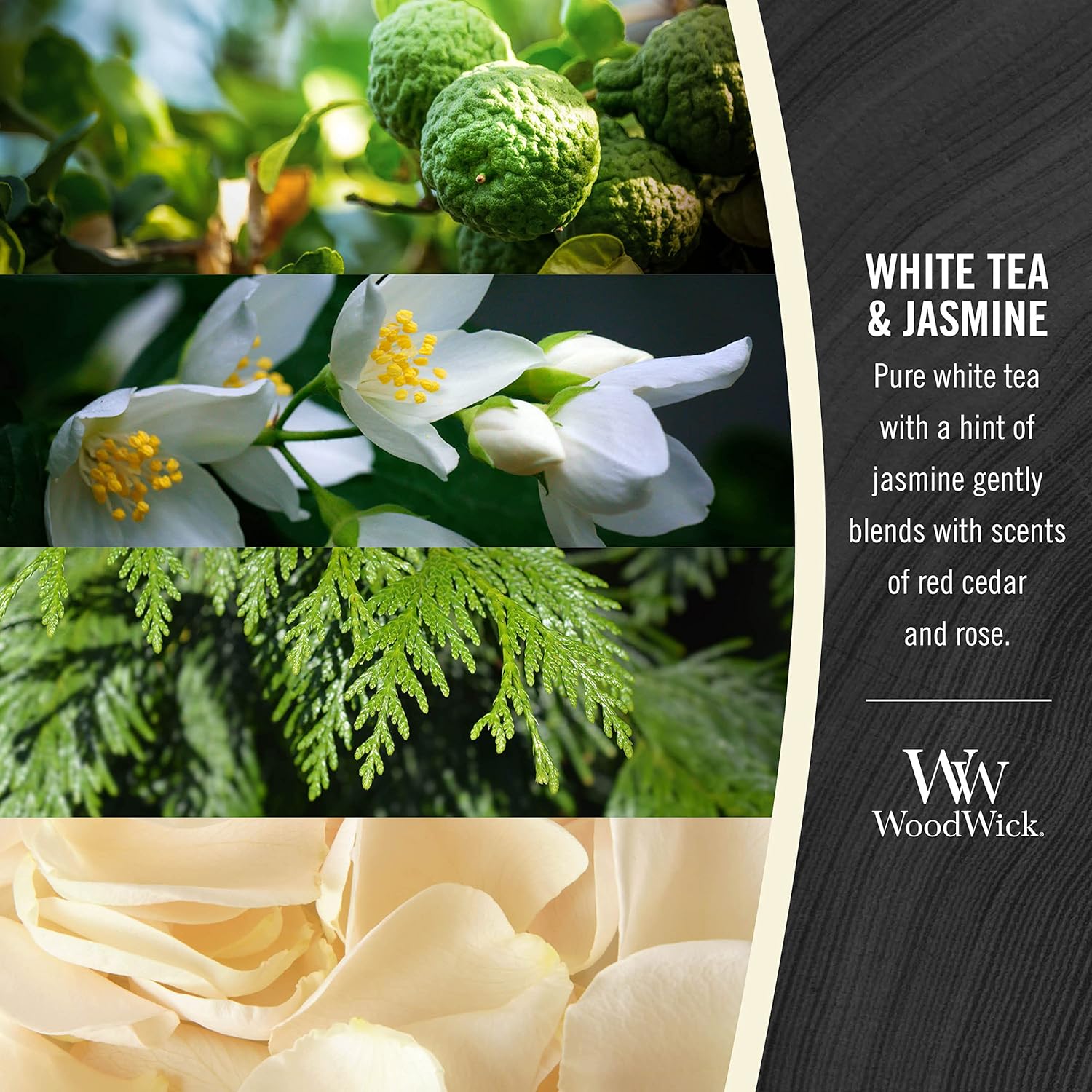 Discover White Tea Jasmine Candle